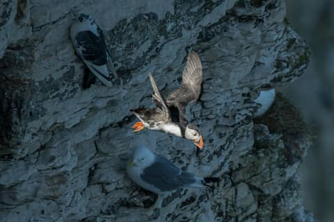 A puffin takes flight from the rocky cliffs.