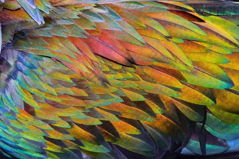 Feathers in bright, vibrant colors create a pattern.
