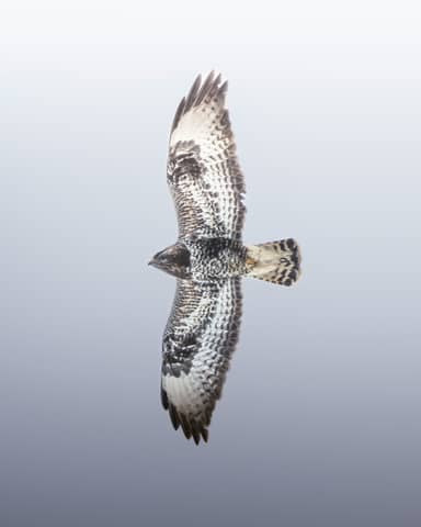 A bird flies gracefully through the sky.