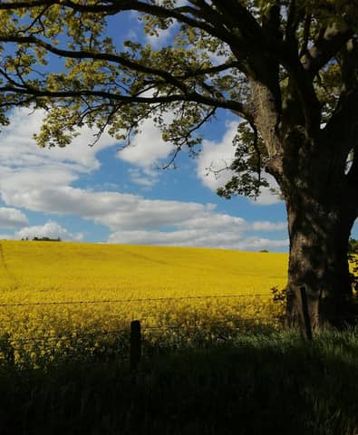Free stock photo of peaceful, rapeseed, yellow fields