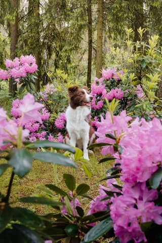 A dog playfully explores a forest surrounded by vibrant rhododendrons.