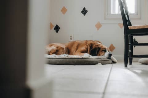 A dog is sleeping peacefully on its bed.