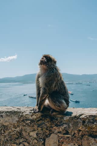 Vogue, but Make It Primate