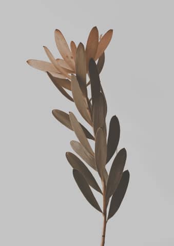 Dried plant stem with elegant leaves.