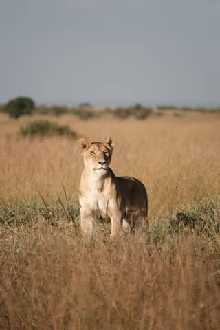A lion standing in the middle of a field