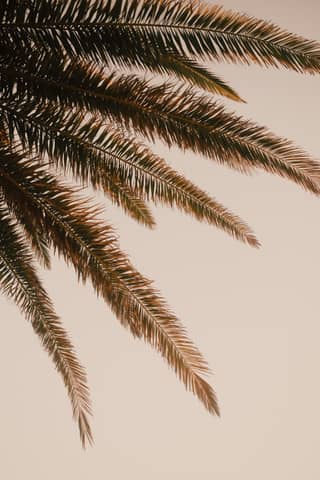 Palm tree fronds against a neutral, muted background.