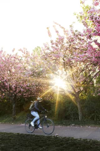 A cyclist rides past cherry blossoms in the sunshine.