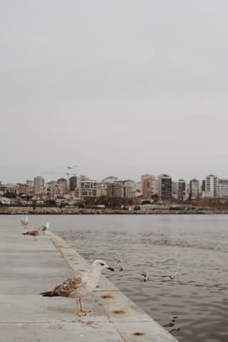 Cityscape of Istanbul with seagulls by the seaside, offering a serene view of the Bosphorus.