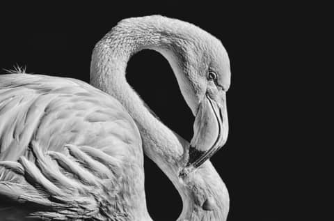 Striking black and white close-up of a flamingo, showcasing its graceful form and detailed feathers.