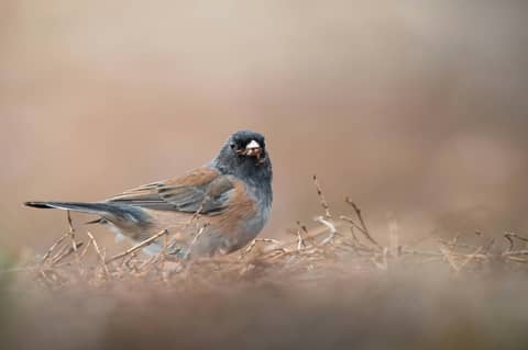 A dark-eyed junco eats food on the ground.