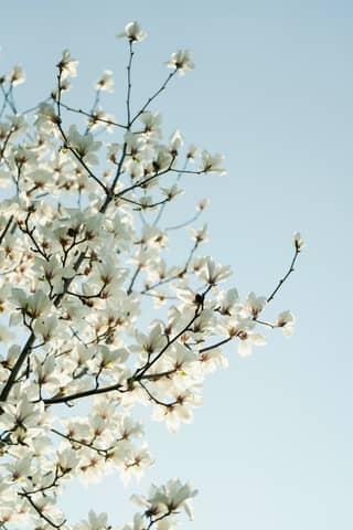 White flowers bloom against a clear, blue sky.