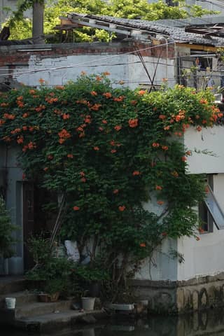 Charming rustic house covered with lush orange flowers on a sunny day, evoking a sense of tranquility.