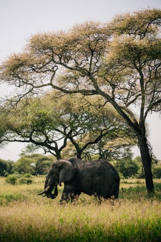 An elephant stands under a tree in the savannah.