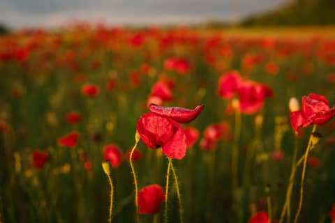 poppy field at sunset
