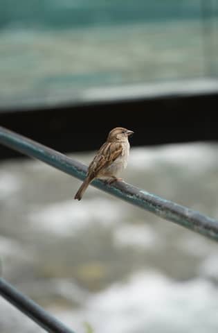 A sparrow with brown feathers perched on a metal railing near water.