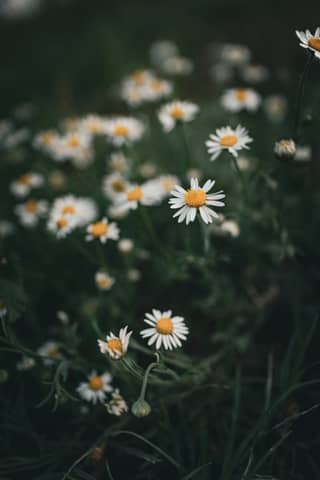 Serene close-up of daisies with dark background, capturing nature's elegance.