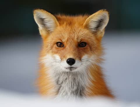 A red fox poses staring directly into the camera.