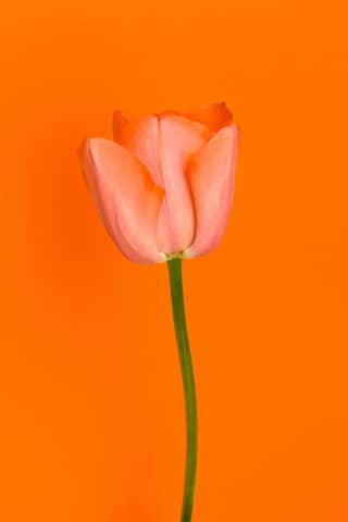 pink tulip in close up photography