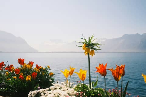 Flowers bloom near a lake with mountains in view.