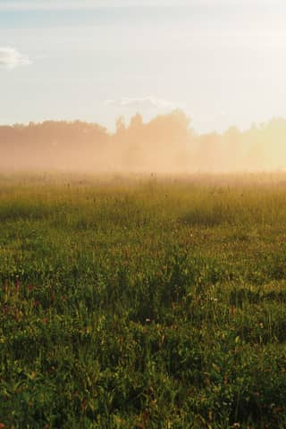 Foggy Field