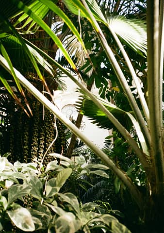 Lush greenery and palms in a tropical forest.