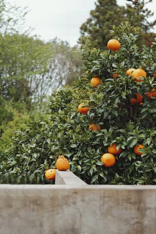Lush orange tree laden with ripe fruits, set against a backdrop of green foliage in Jeju, South Korea.