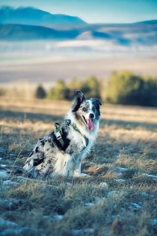 Happy dog