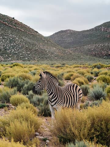 A zebra standing in the middle of a field