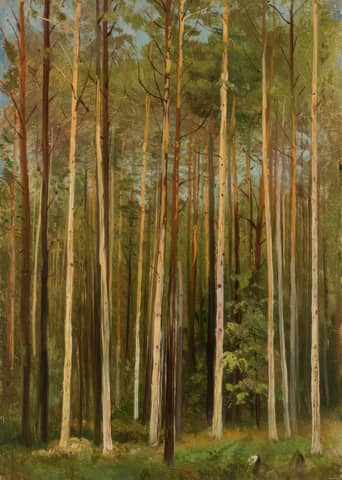Tall trees stand closely in a sun-dappled forest.