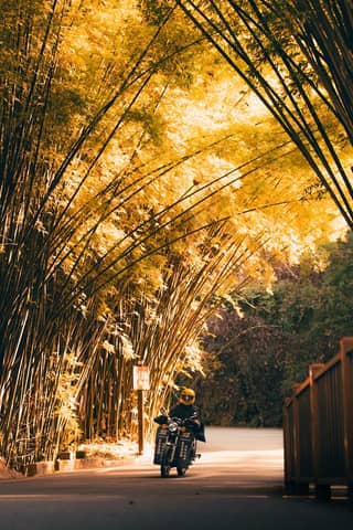 Motorcyclist rides through a sunlit bamboo grove, creating a serene and peaceful scene outdoors.