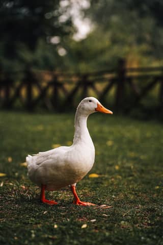 Elegant white duck with vibrant feathers standing calmly in a lush garden in Ankara, Türkiye.