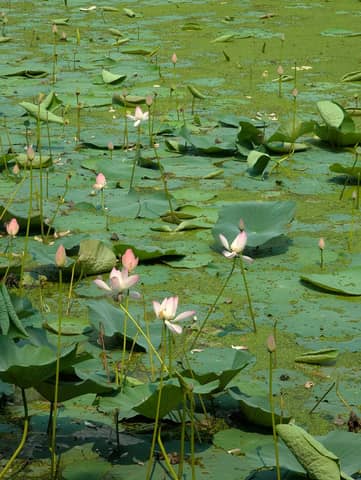 Lotus