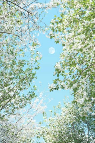 White blossoms frame a bright blue sky with the moon.