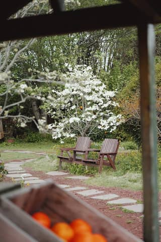 Serene garden scene with wooden benches and blooming tree, ideal for relaxation.