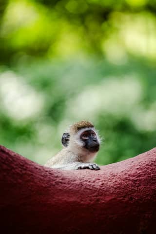 A small monkey sitting in a hammock