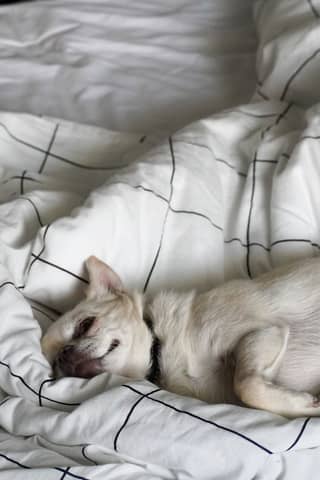White Chihuahua Lying on a Cozy Bed with Minimalist Bedding
