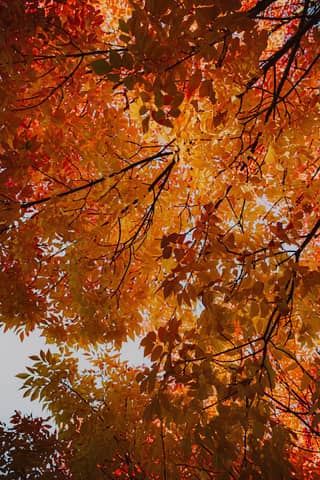 Stunning autumn leaves in Eugene, Oregon, showcasing vivid red and orange hues from below.