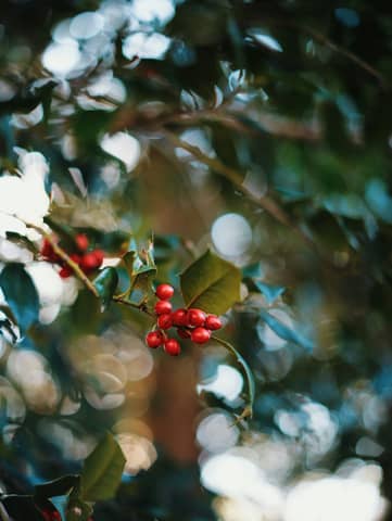 Red berries peek through green leaves and blur.