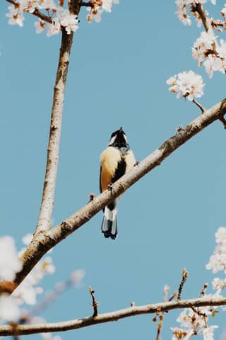 Great tit bird perched on a blossoming cherry branch against a blue sky in spring.