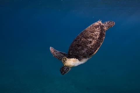 A majestic sea turtle swimming peacefully in the crystal-clear waters of Marsa Alam, Egypt.