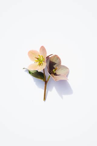 Delicate flowers with a light shadow on white.