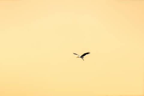 MINIMALISM BIRD