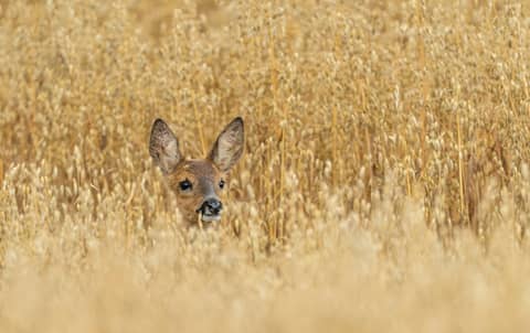 A deer in the middle of a field of tall grass
