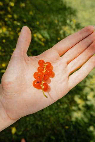 Close-up of red currants resting in an open hand outdoors on a sunny day.