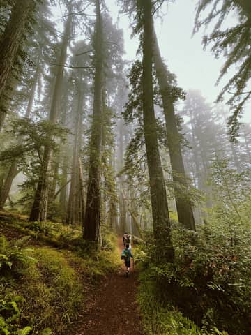 Hikers trek through a misty, tall forest.