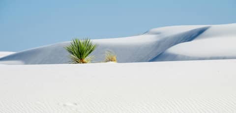 A lone tree in the middle of a white desert