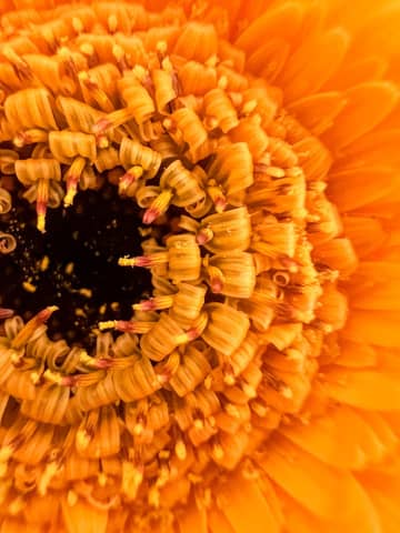 Macro shot of a vivid orange Gerbera daisy's intricate center, showcasing its natural beauty.