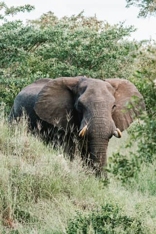 An elephant stands among the greenery.