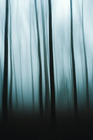 Blurred image of trees in a mysterious forest.