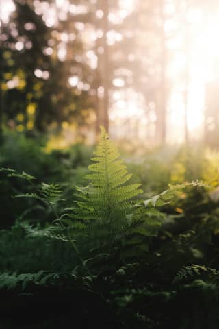 Ferns in the sunlit forest look vibrant.